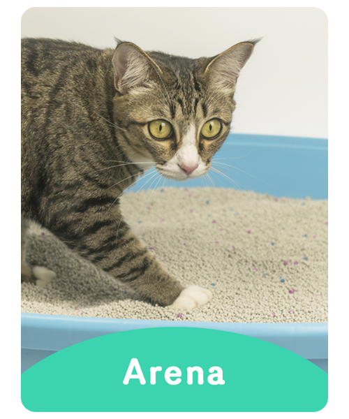 Arena para gatos