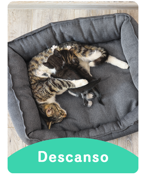 Camas para mascotas